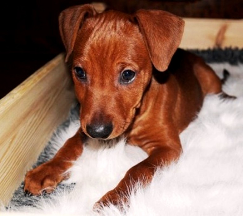 Pinscher * Xélanc Quality Qaxe,6 veckor